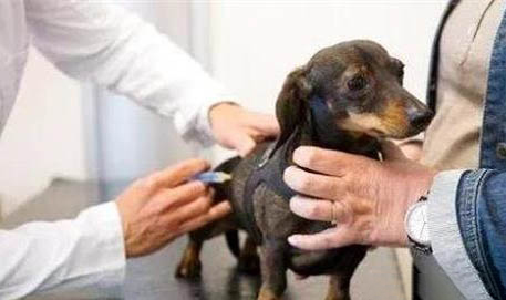 杜賓幼犬多久能立耳呢