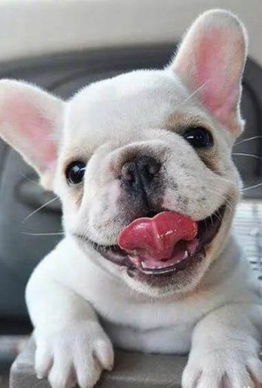法國斗牛犬感冒了怎么辦