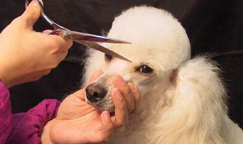 貴婦犬多少錢