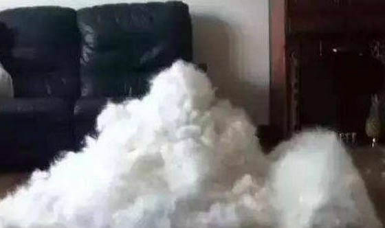怎樣訓練狗狗在指定的地方大小便?