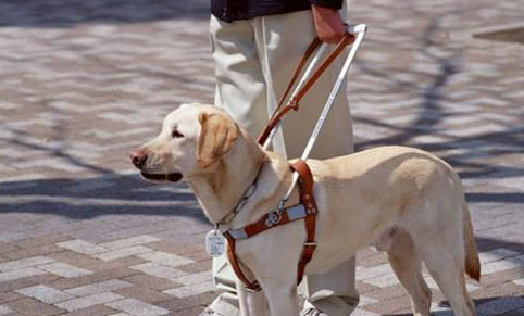 導盲犬能進地鐵嗎