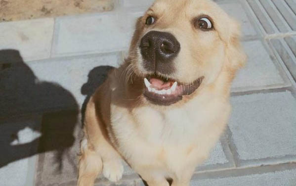 狗狗眼睛失明還可以治好嗎?