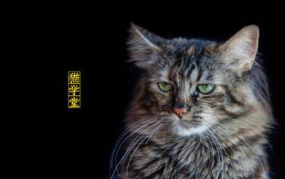 2個(gè)月的小貓咪拉稀是怎么回事呀