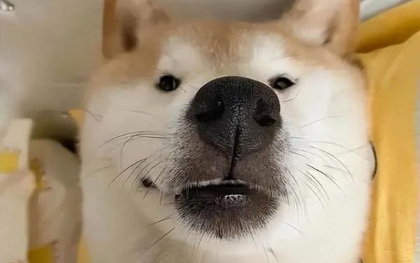 狗狗絕育后吃什么促進傷口愈合