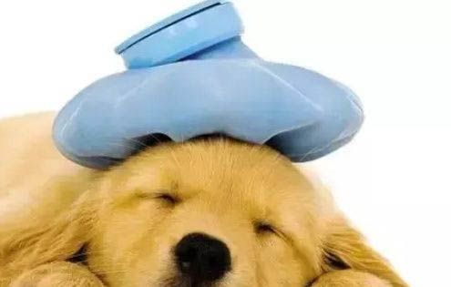 狗狗假孕是什么癥狀怎么治療