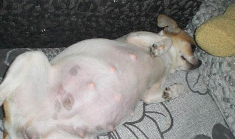 怎么鑒定狗狗有狂犬病六個標準