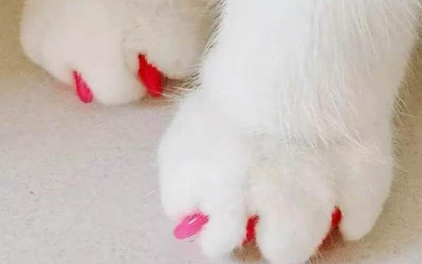 小貓為什么喜歡趴在主人身上睡覺