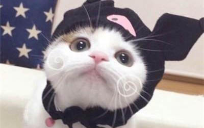 一個多月的小貓流眼淚是怎么回事啊