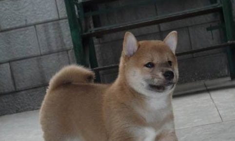 為什么狗狗會突然哮喘咳嗽呢