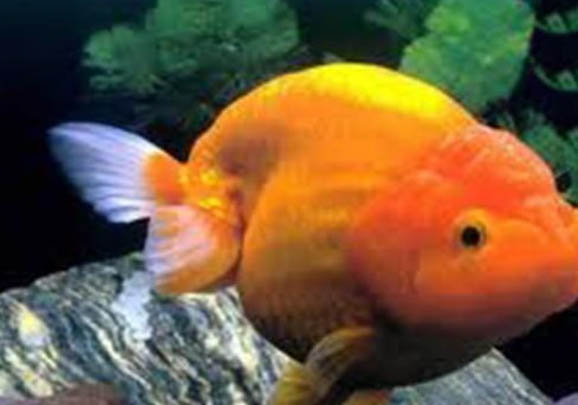 泥鰍可不可以和金魚一起養(yǎng)