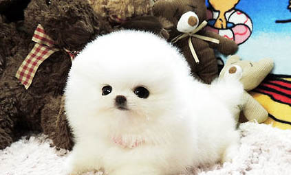 博美犬和泰迪哪個好
