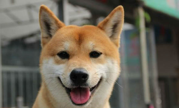 柴犬會咬人嗎?