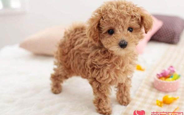 如何挑選貴賓幼犬狗糧呢