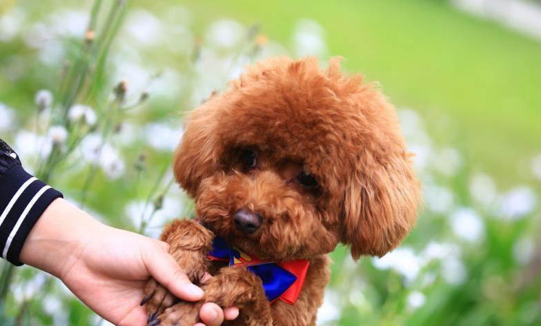 玩具貴賓犬價格