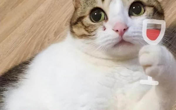 貓不愛動怎么辦