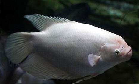 招財魚可以跟什么魚混養
