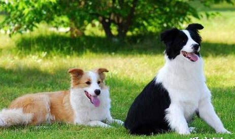 牧羊犬為什么會放羊