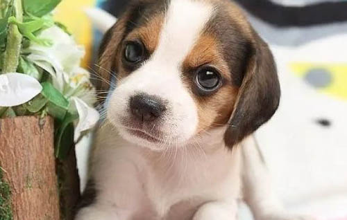 如何防止幼犬舔手?
