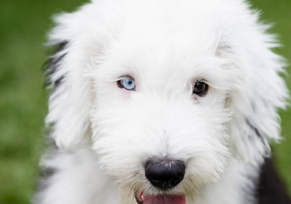 冰島牧羊犬是干什么的