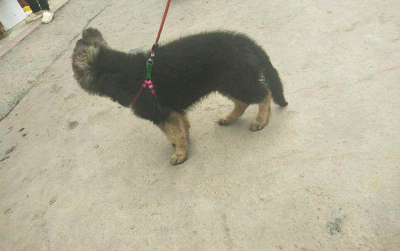 小狗多少天打疫苗