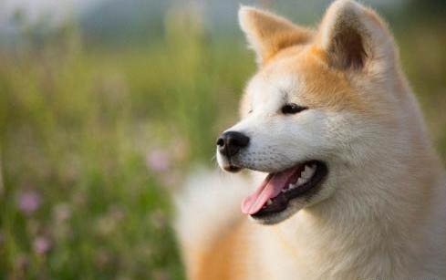 高加索犬和家人相處怎么樣啊