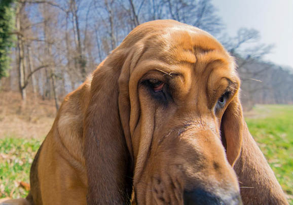 尋血獵犬眼睛紅血絲的原因及處理方法