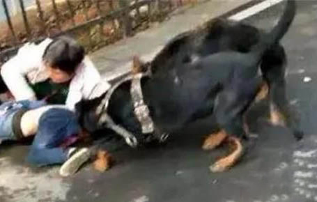 狗狗腸套疊怎么治療