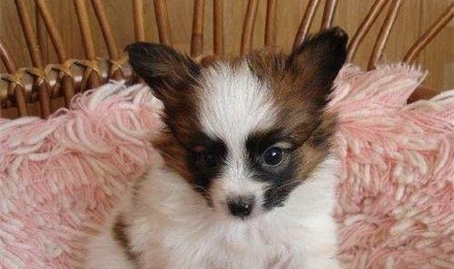 蝴蝶犬可以吃人類的什么食物