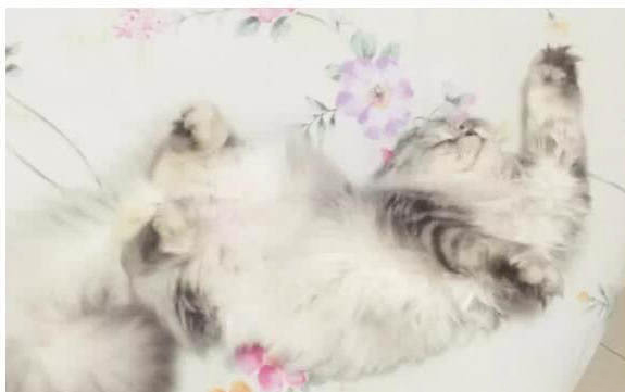 小貓貓絕育后肚子鼓包怎么回事