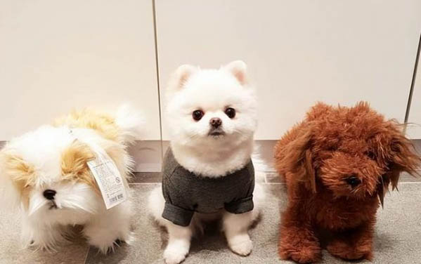 狗狗心肌炎型細小癥狀