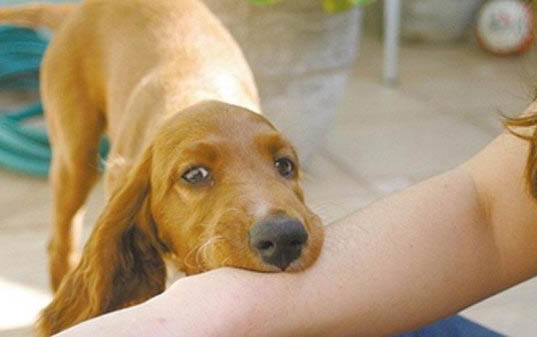 狗狗得了怎么辦犬瘟能治好嗎