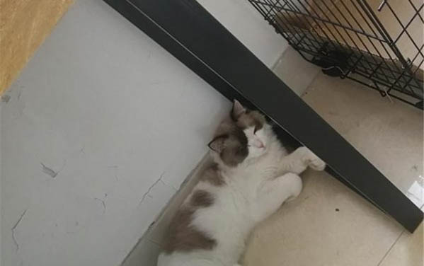 剛出生的小貓身上有跳蚤怎么辦