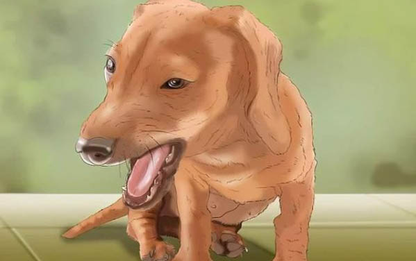 狗狗可以吃菠蘿蜜干嗎