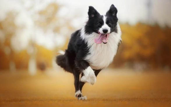 狗狗拉稀是什么原因及處理方法