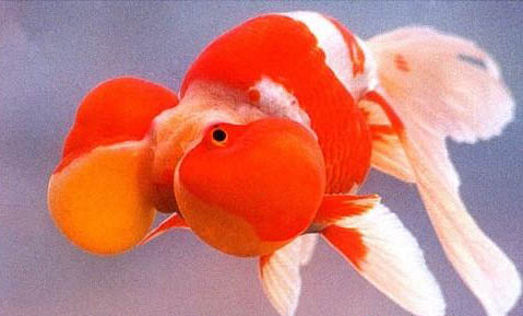 紅金魚多久喂一次食