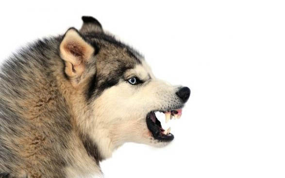 幼犬要多久晚上才不叫