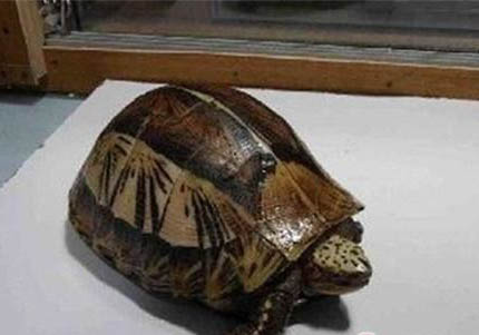 閉殼龜?shù)钠贩N有哪些?