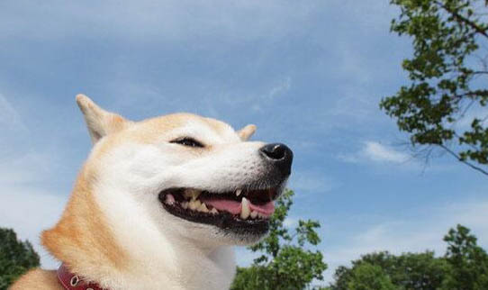 純種秋田犬柴犬和純種秋田犬有什么區別