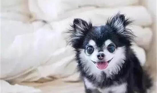 狗狗會怪主人遺棄它嗎?