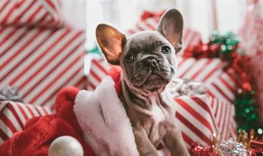 狗狗得了狂犬病潛伏期有多久