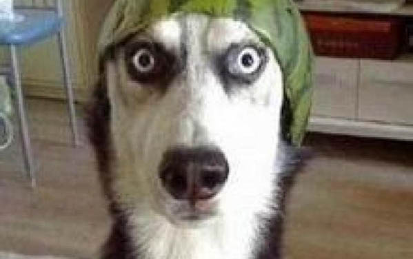 狗狗多少度算是發燒了