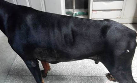 德國杜賓犬干咳是什么原因