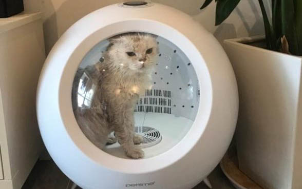 貓可不可以吃巧克力？
