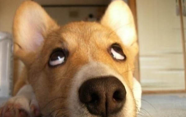 狗狗來大姨媽什么癥狀