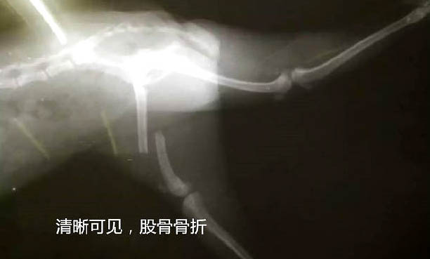 狗狗感冒還會吐舌頭嗎？
