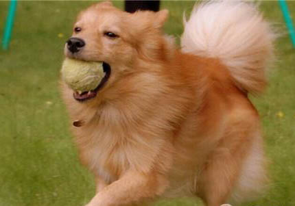 世界十大獵犬品種排名