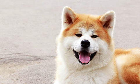 日本秋田犬價(jià)格多少錢一只