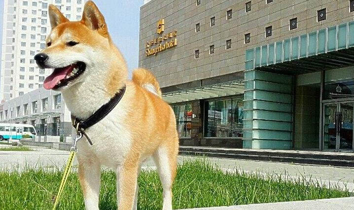 狗狗小便處有膿