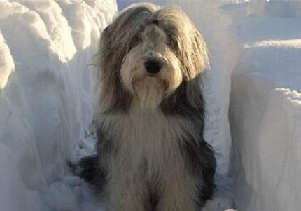 德國牧羊犬打獵怎么樣?