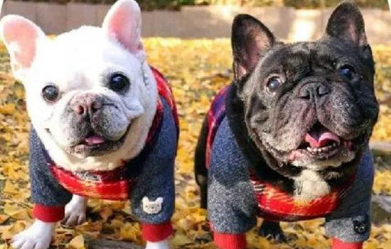 英國斗牛犬如何訓(xùn)練
